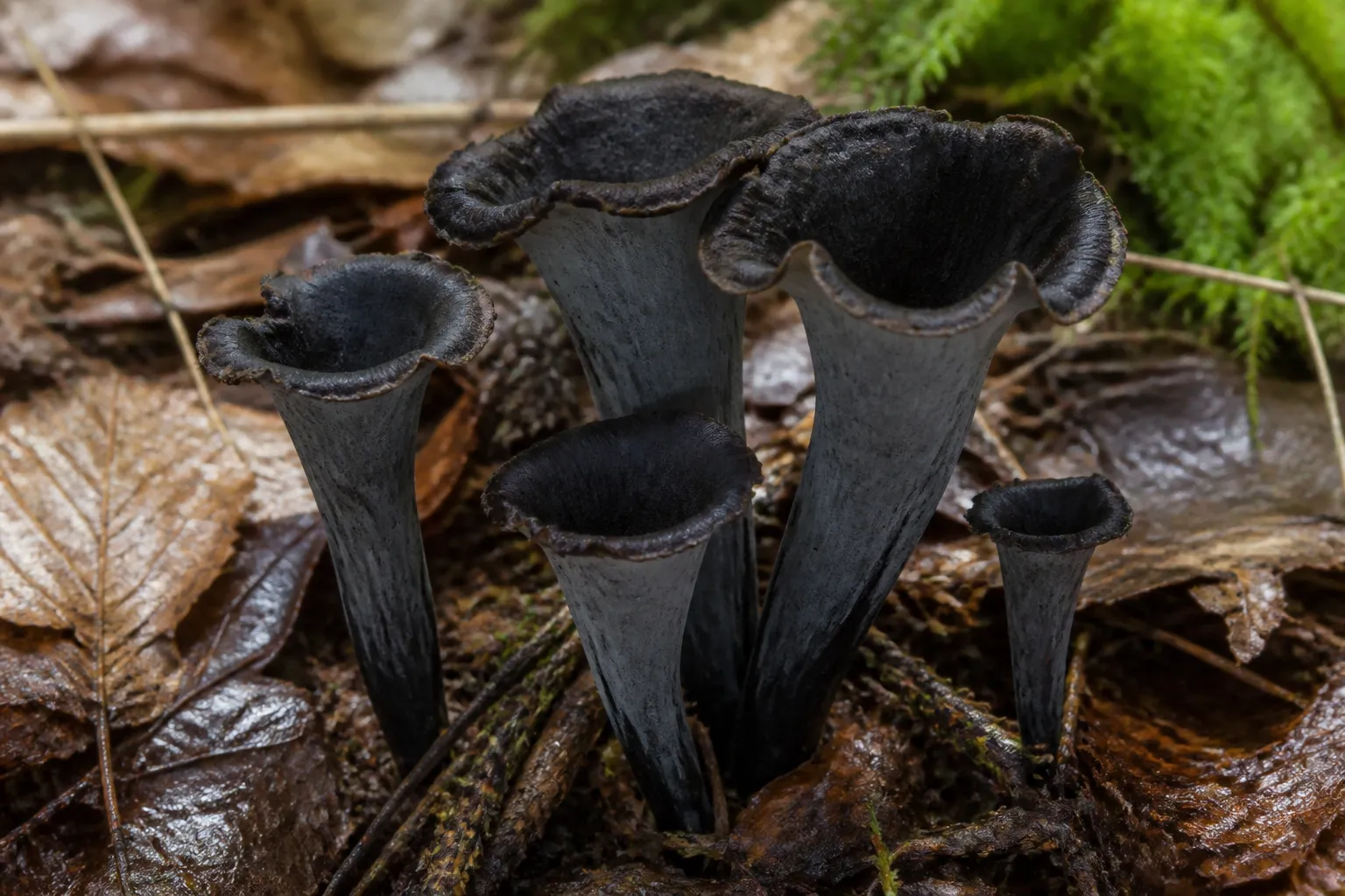 Dark hollow black trumpet mushrooms in damp deciduous woodland leaf litter