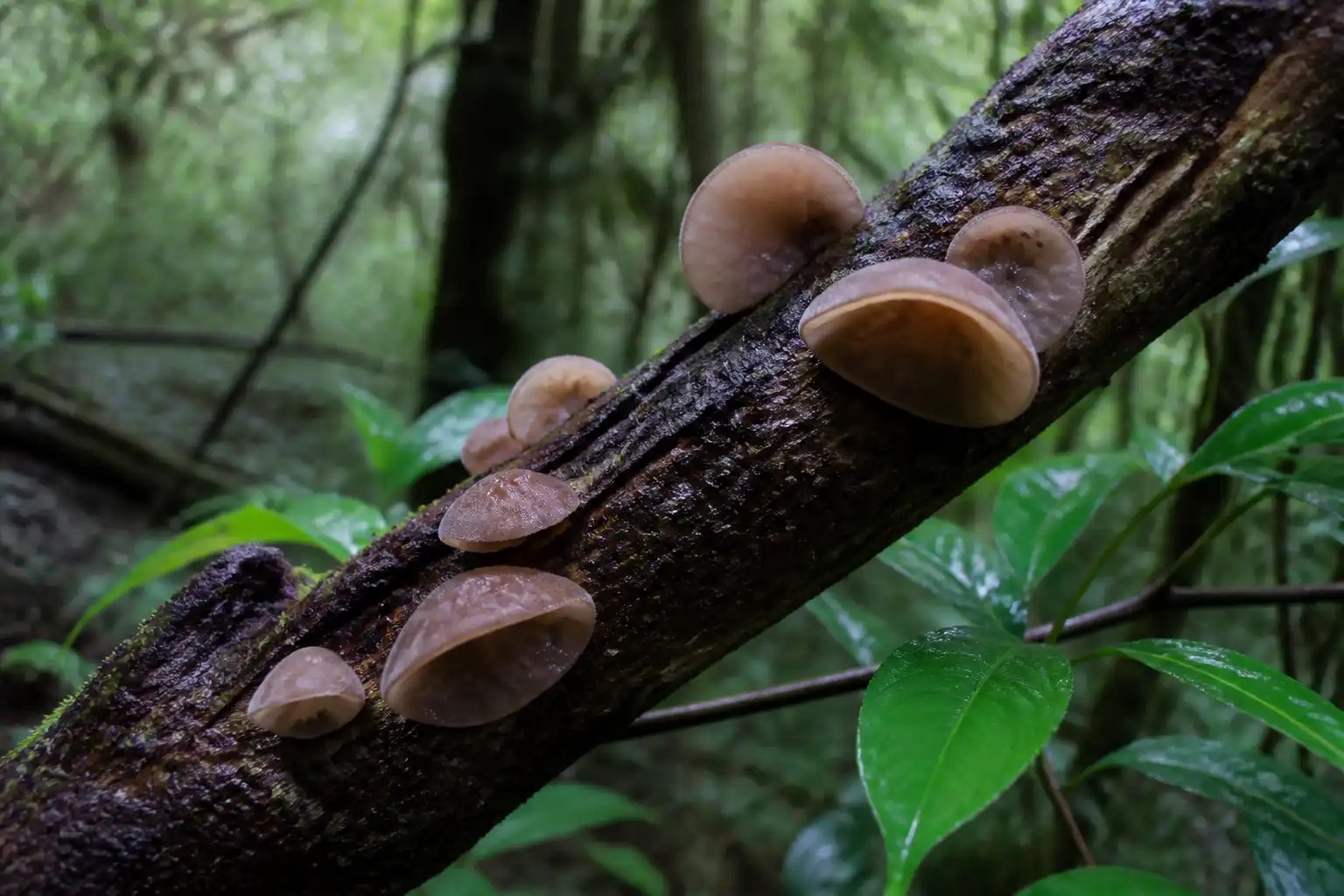 AI editorial illustration of pale tan cloud ear fruit bodies attached laterally to a damp tropical hardwood branch