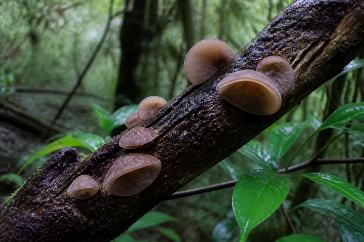 AI editorial illustration of pale tan cloud ear fruit bodies attached laterally to a damp tropical hardwood branch