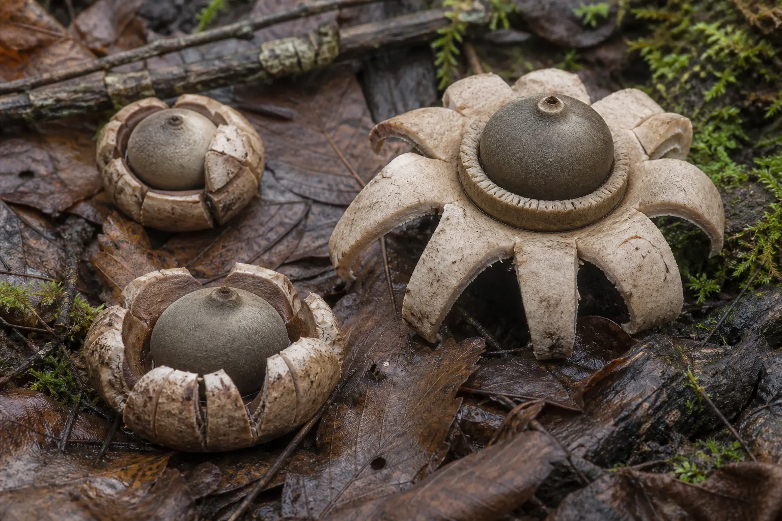 AI editorial image of three collared earthstars with split rays and central spore sacs on woodland litter
