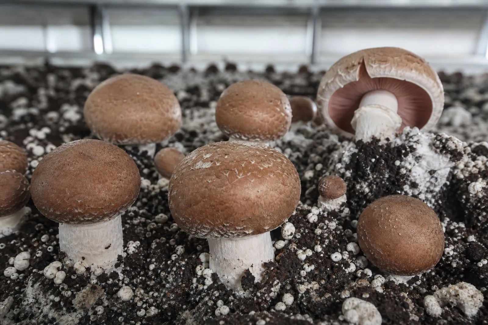 Cultivated brown Agaricus bisporus mushrooms emerging from a compost casing layer