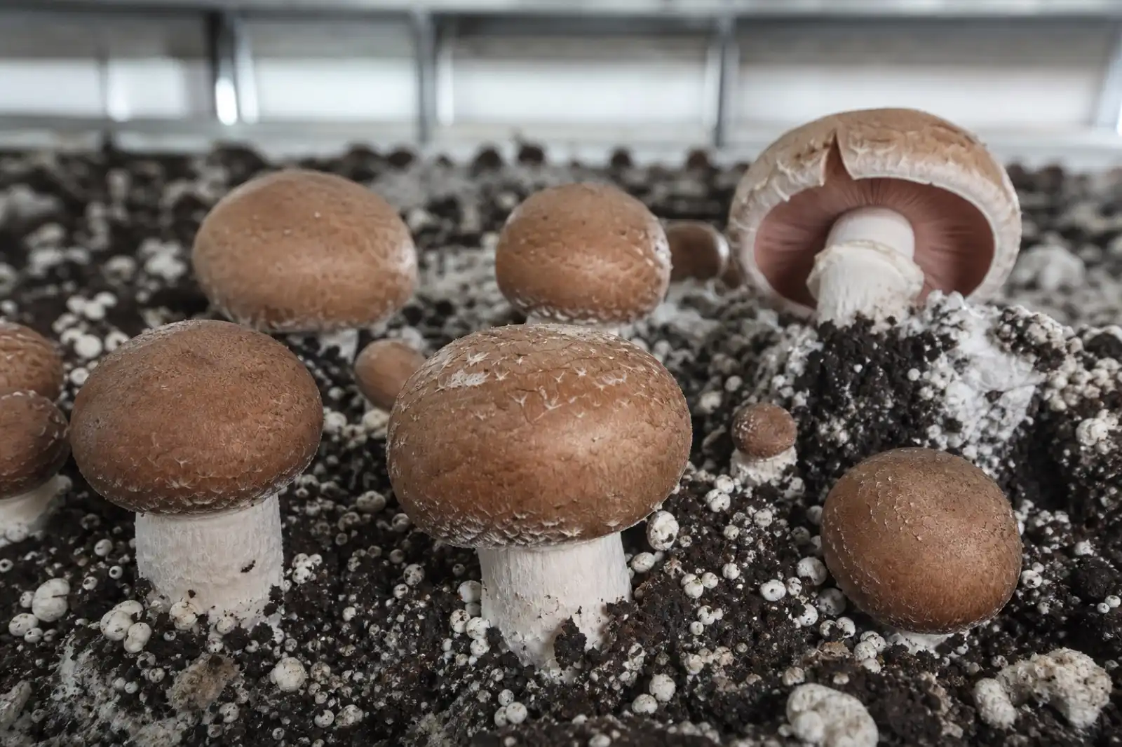 Cultivated brown Agaricus bisporus mushrooms emerging from a compost casing layer