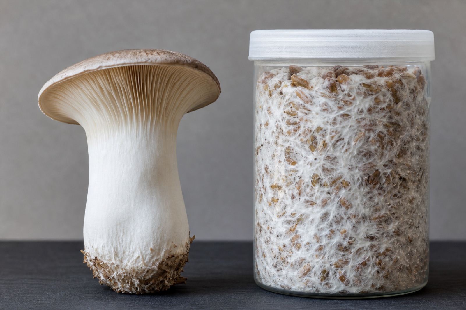 Mushroom fruiting bodies beside a jar of cultivated mycelium