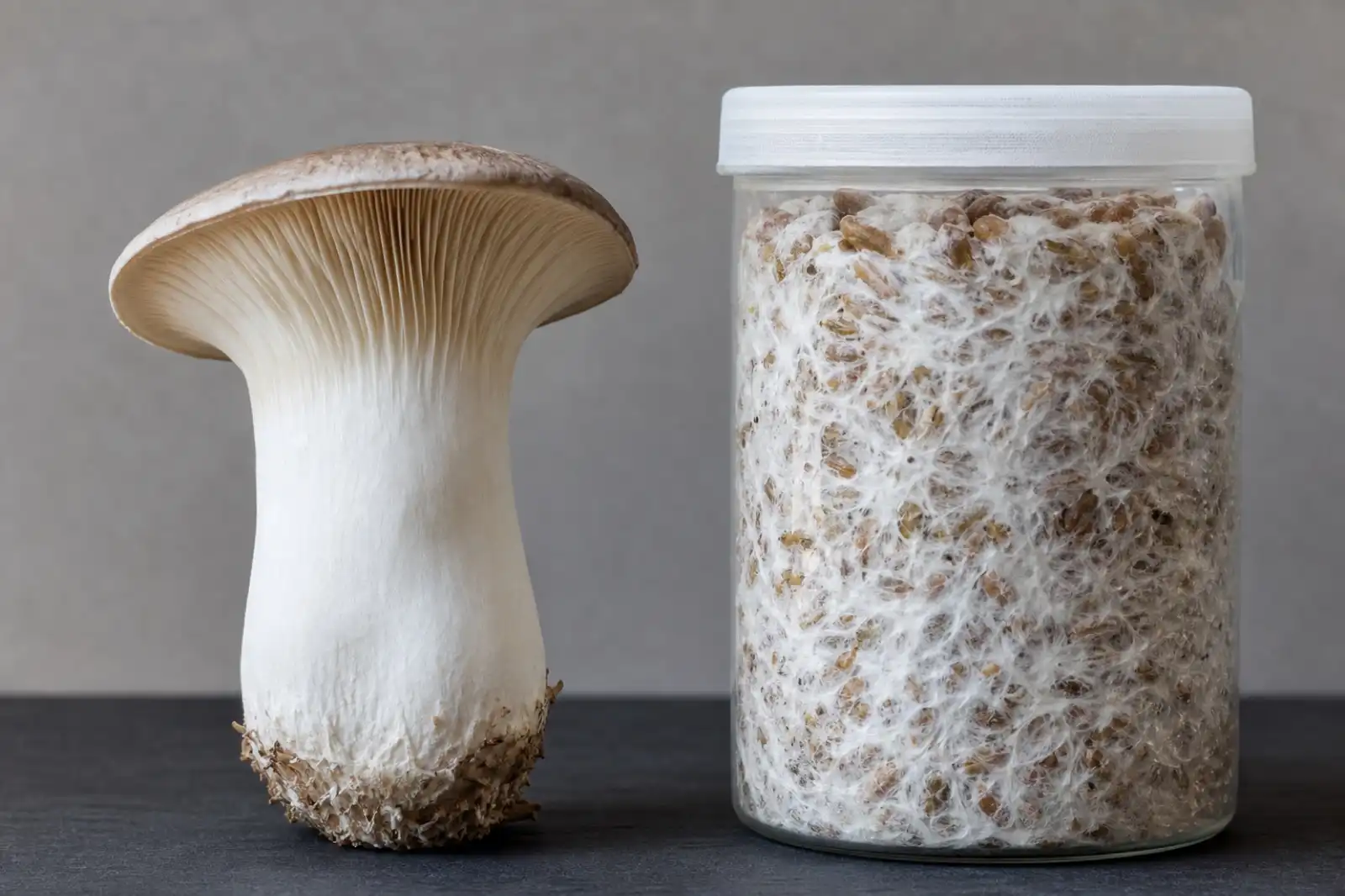 Mushroom fruiting bodies beside a jar of cultivated mycelium