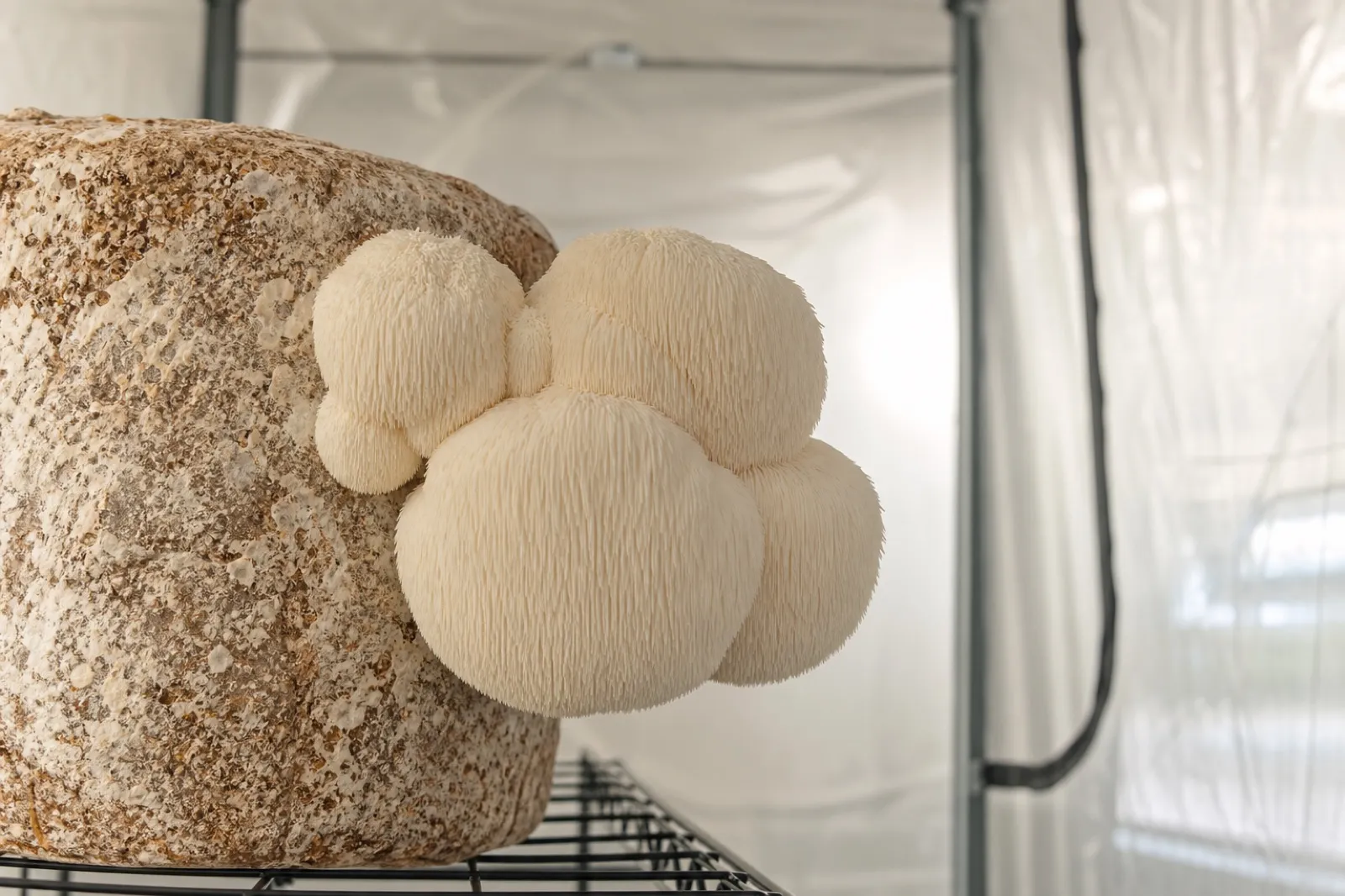 Cultivated lion's mane mushroom fruiting from a home grow block