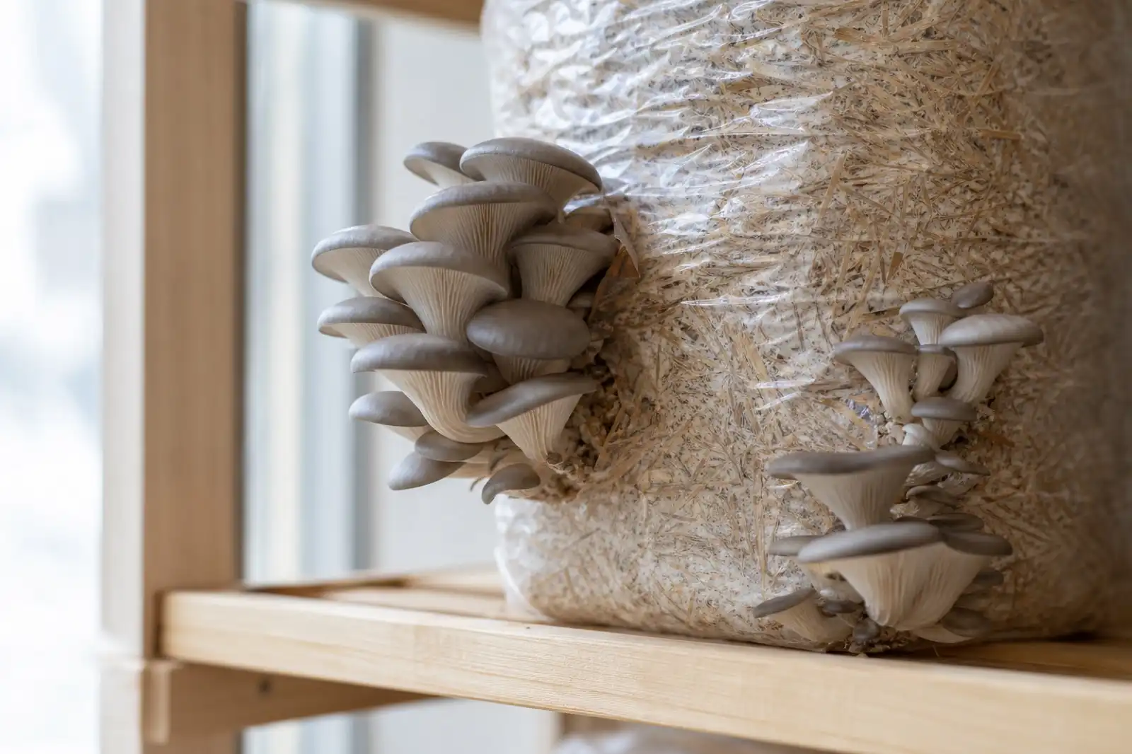 Clusters of cultivated oyster mushrooms growing from a home fruiting block
