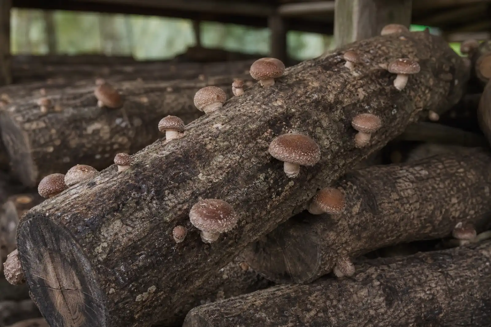 Shiitake mushrooms fruiting from inoculated hardwood logs outdoors