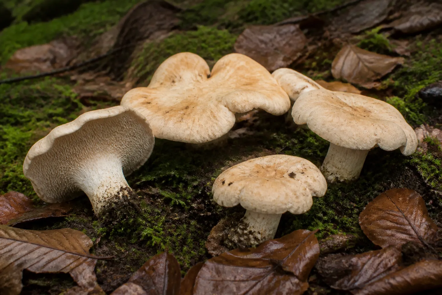 AI editorial illustration of pale buff hedgehog mushrooms with soft downward teeth in mossy woodland