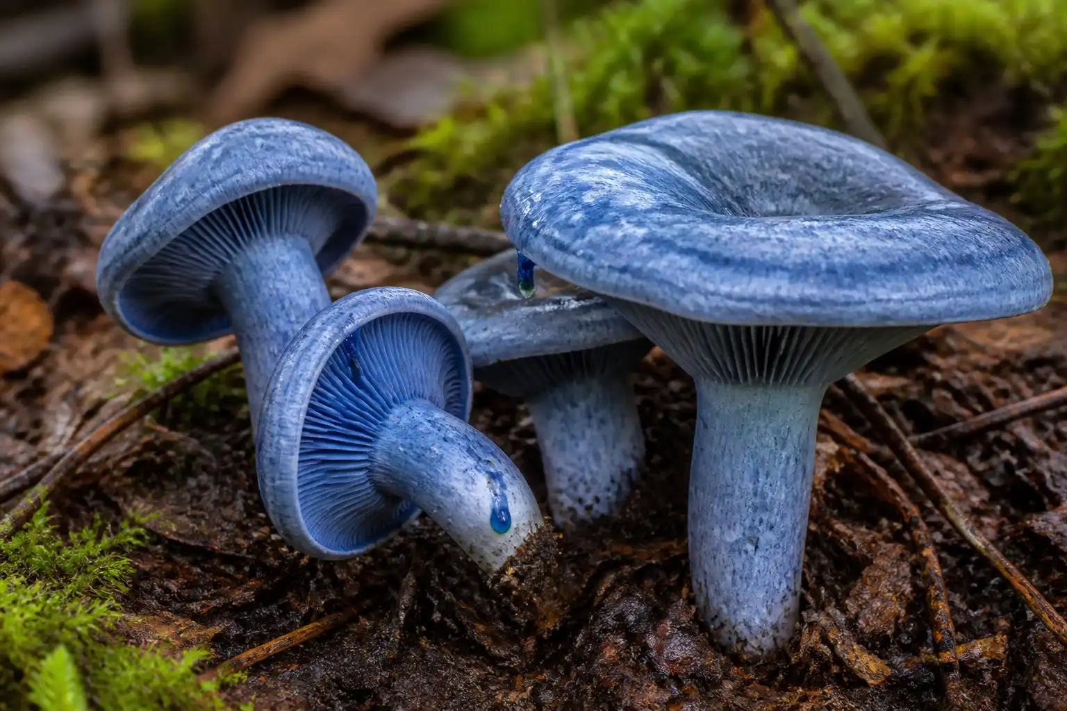 Original editorial illustration of an Indigo milk cap with a blue zoned cap, decurrent blue gills, and blue latex at a cut surface on forest soil