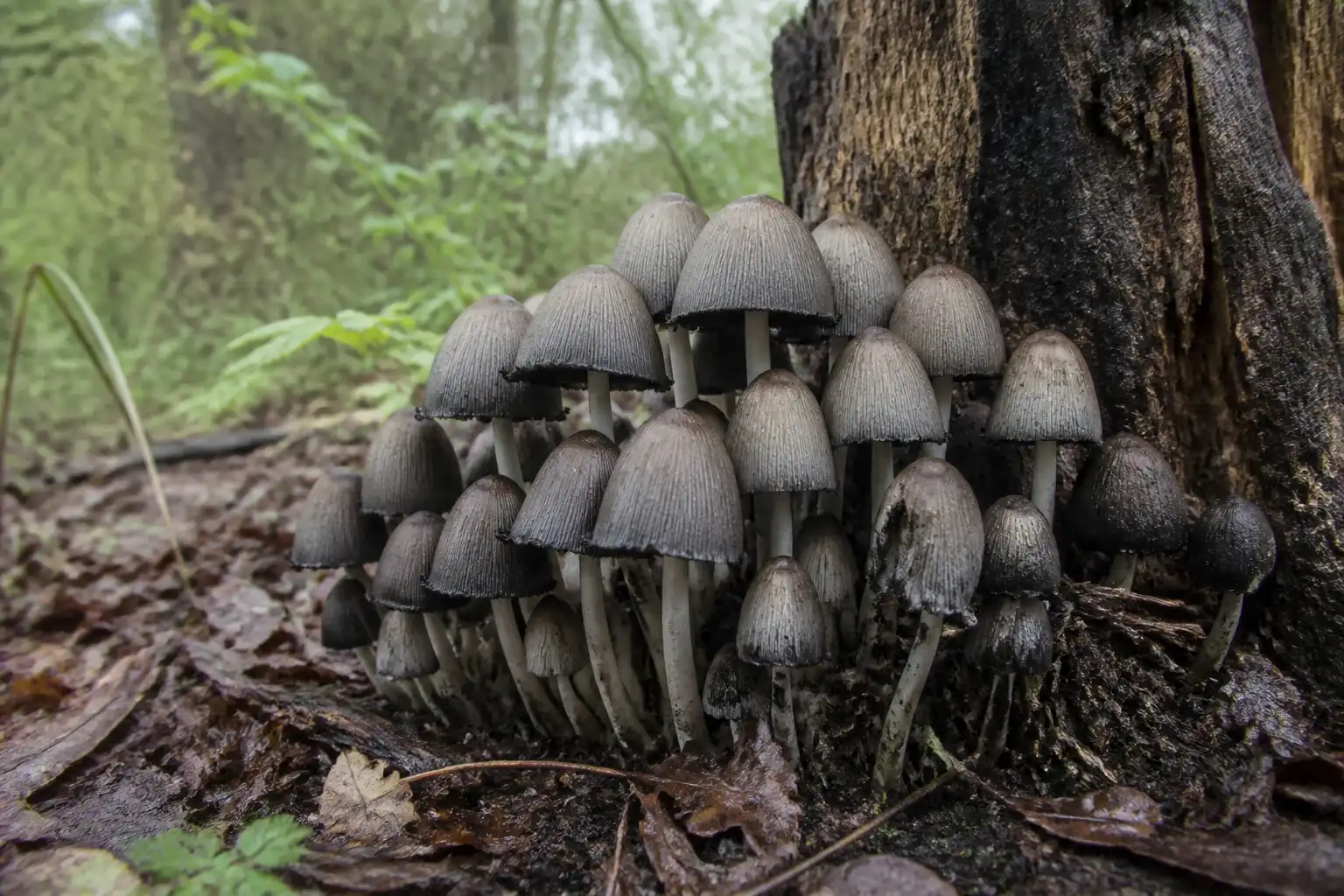 AI editorial illustration of smooth gray common inky caps clustered beside a decaying hardwood stump