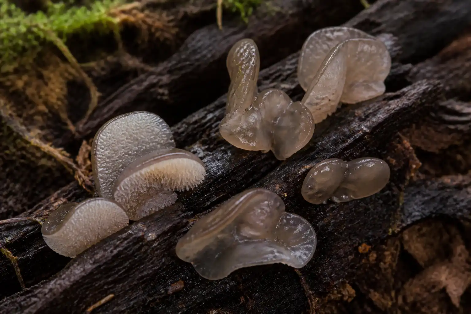 Translucent gray jelly tooth fungi with fine white teeth on a decayed conifer log