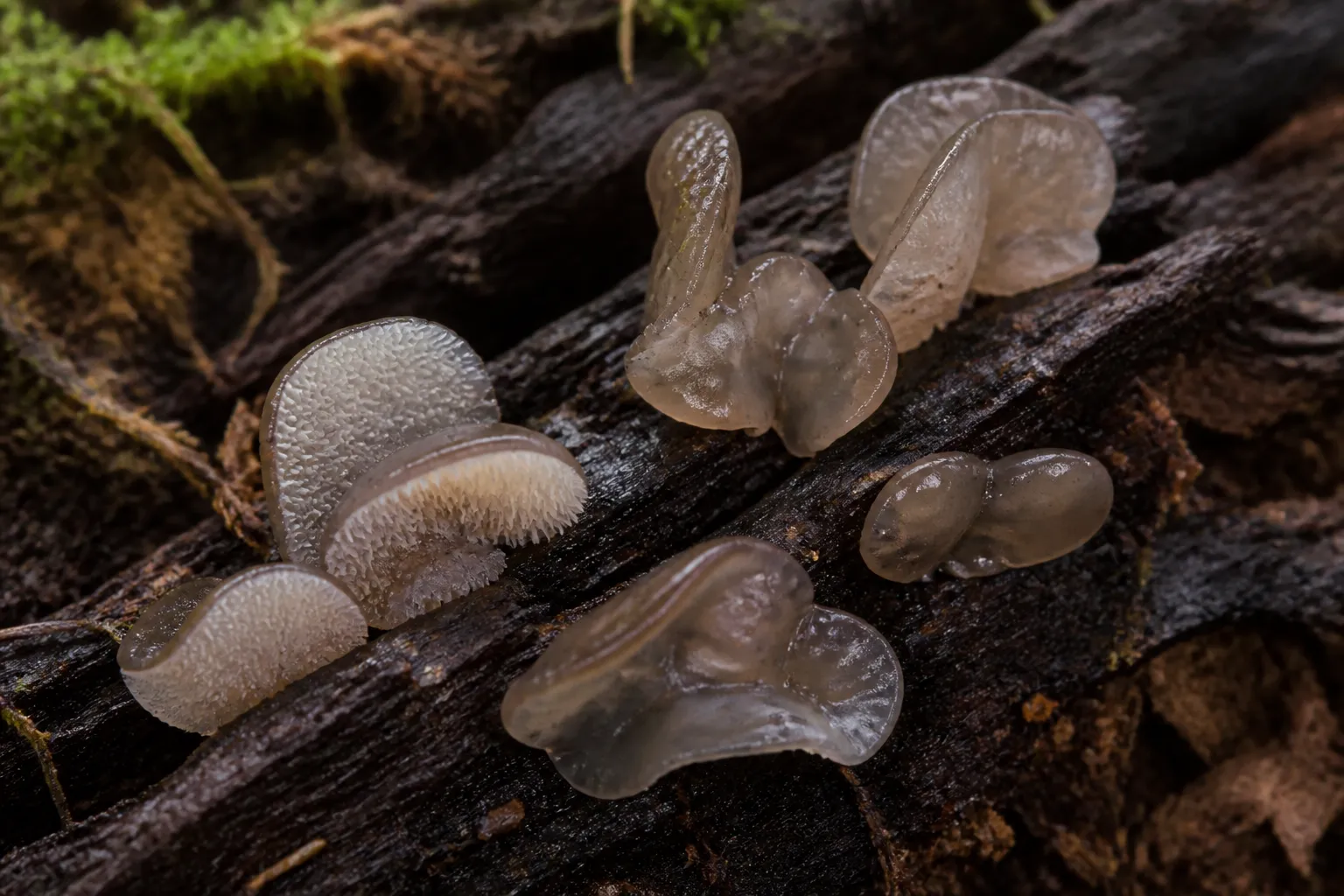 Translucent gray jelly tooth fungi with fine white teeth on a decayed conifer log