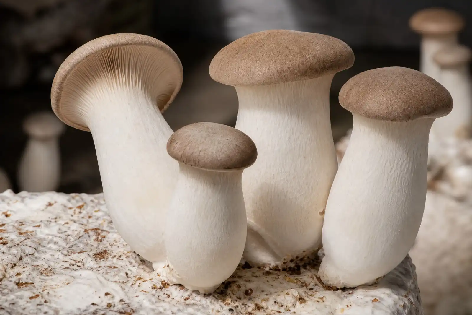 Cultivated king oyster mushrooms with thick ivory stems and tan caps