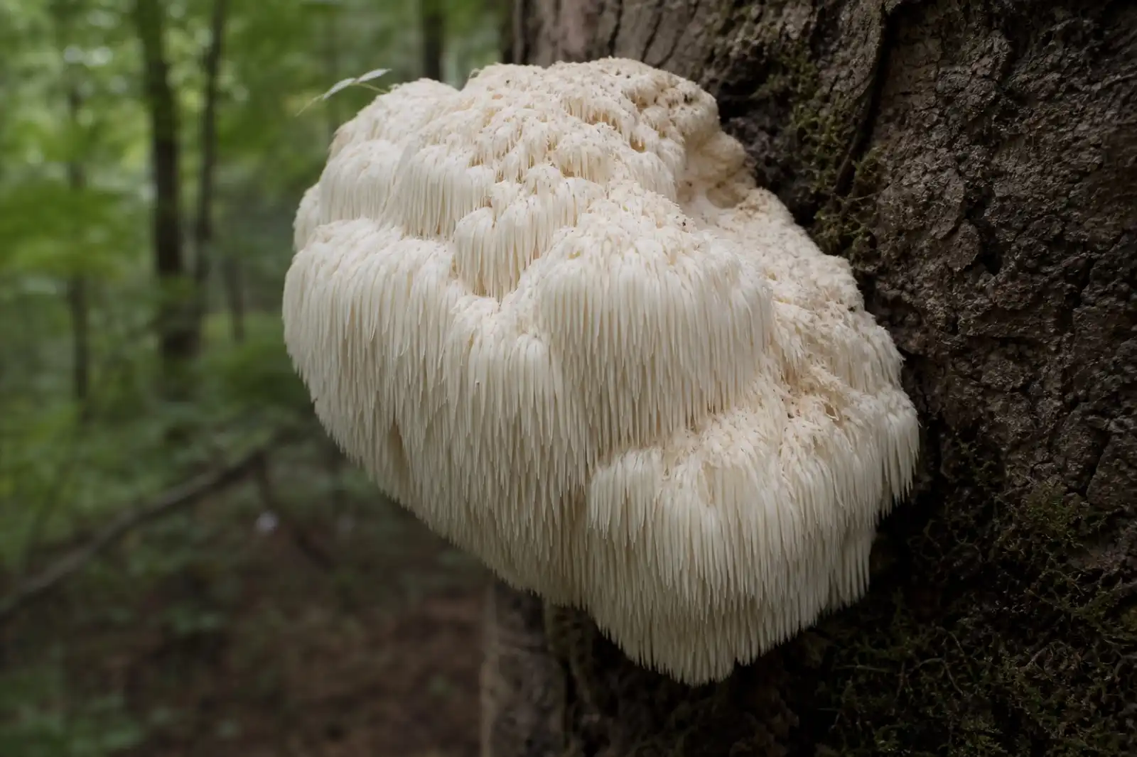 Cream-white lion's mane mushroom with cascading spines fruiting from hardwood