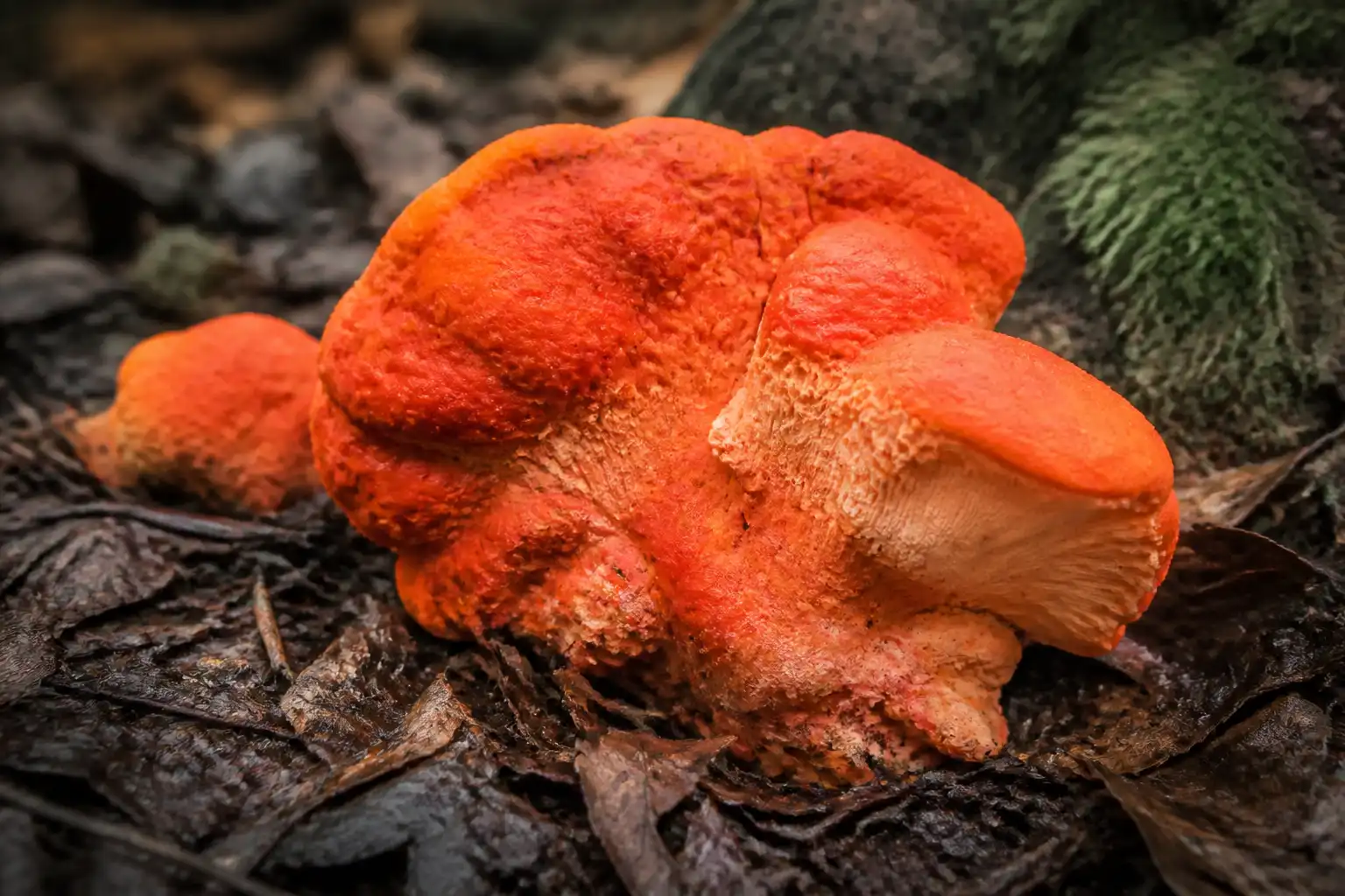 Original AI-generated editorial illustration of a vivid orange-red lobster mushroom with a bumpy crust in damp woodland leaf litter