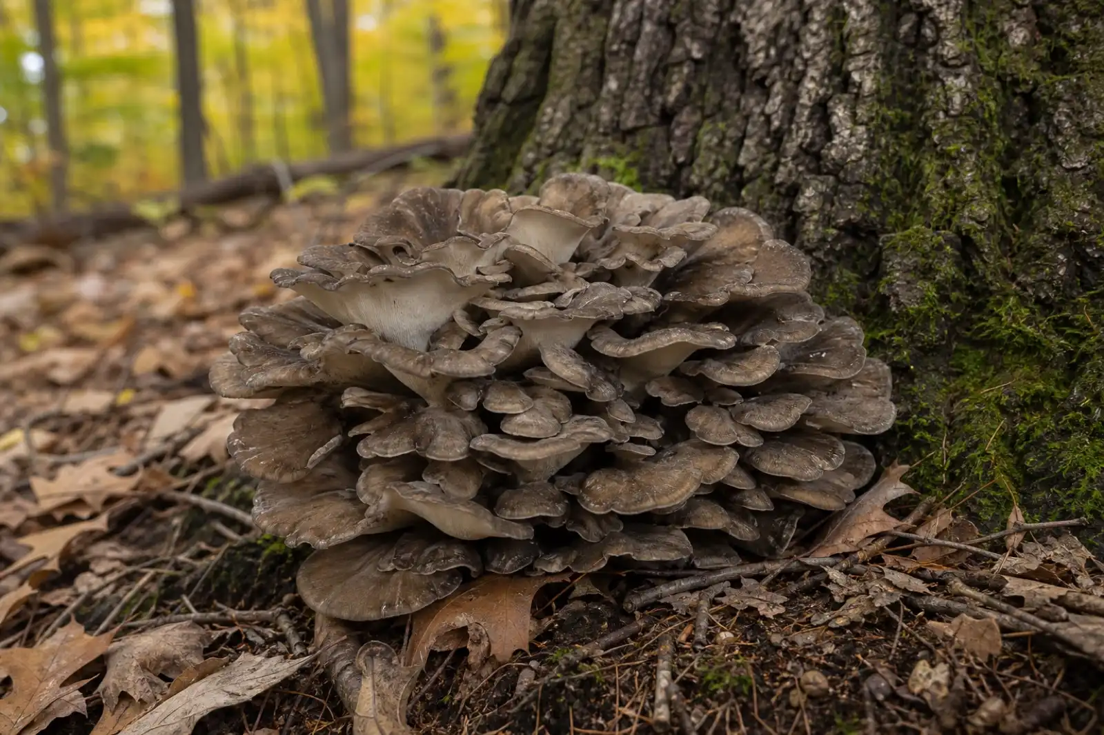 Gray-brown maitake rosette growing at the base of an oak tree