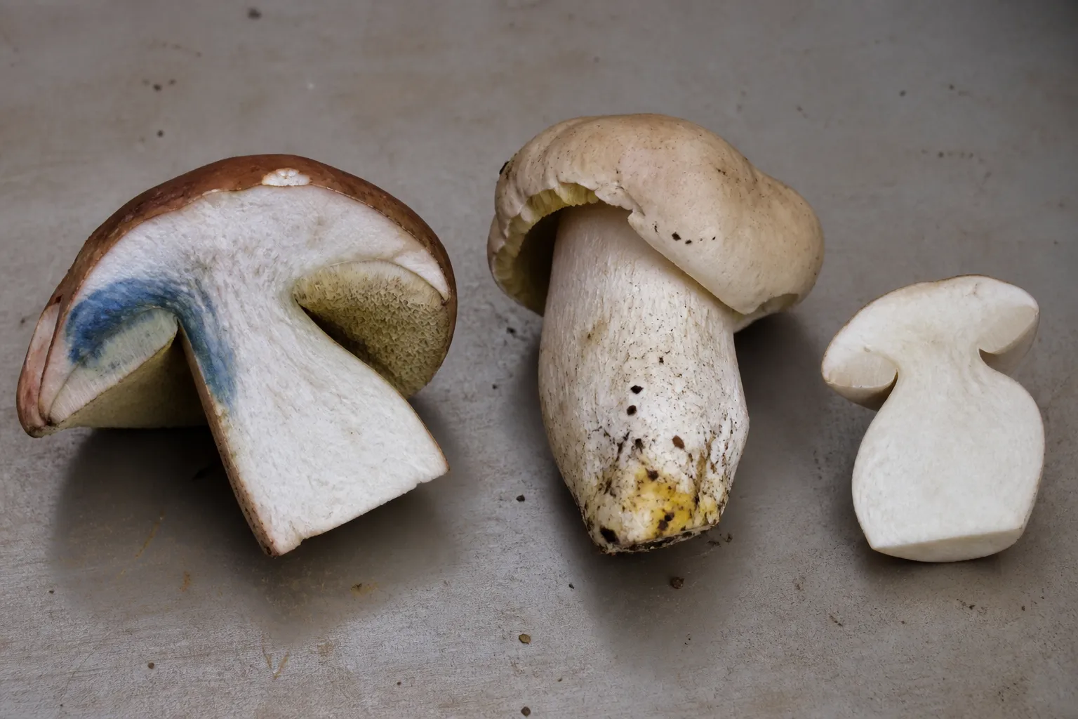 Original editorial illustration supporting mushroom bruising and color changes explained without serving as identification evidence