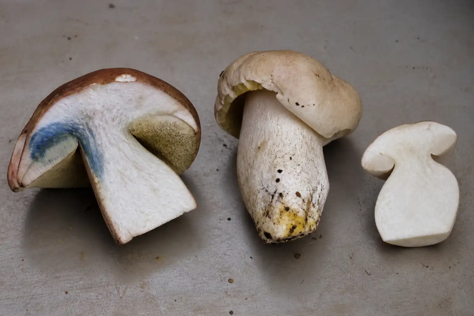 Original editorial illustration supporting mushroom bruising and color changes explained without serving as identification evidence