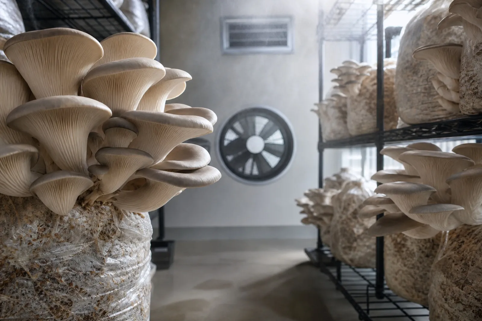 Indoor oyster mushroom fruiting room with humidity and ventilation equipment