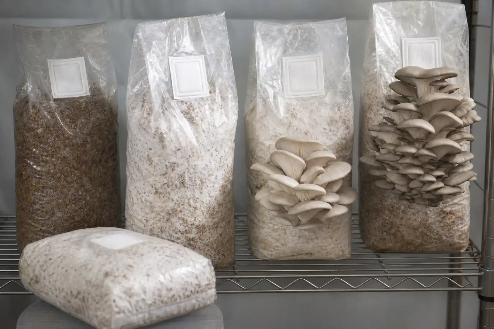 Mushroom grow bags shown at colonization, pinning, and fruiting stages
