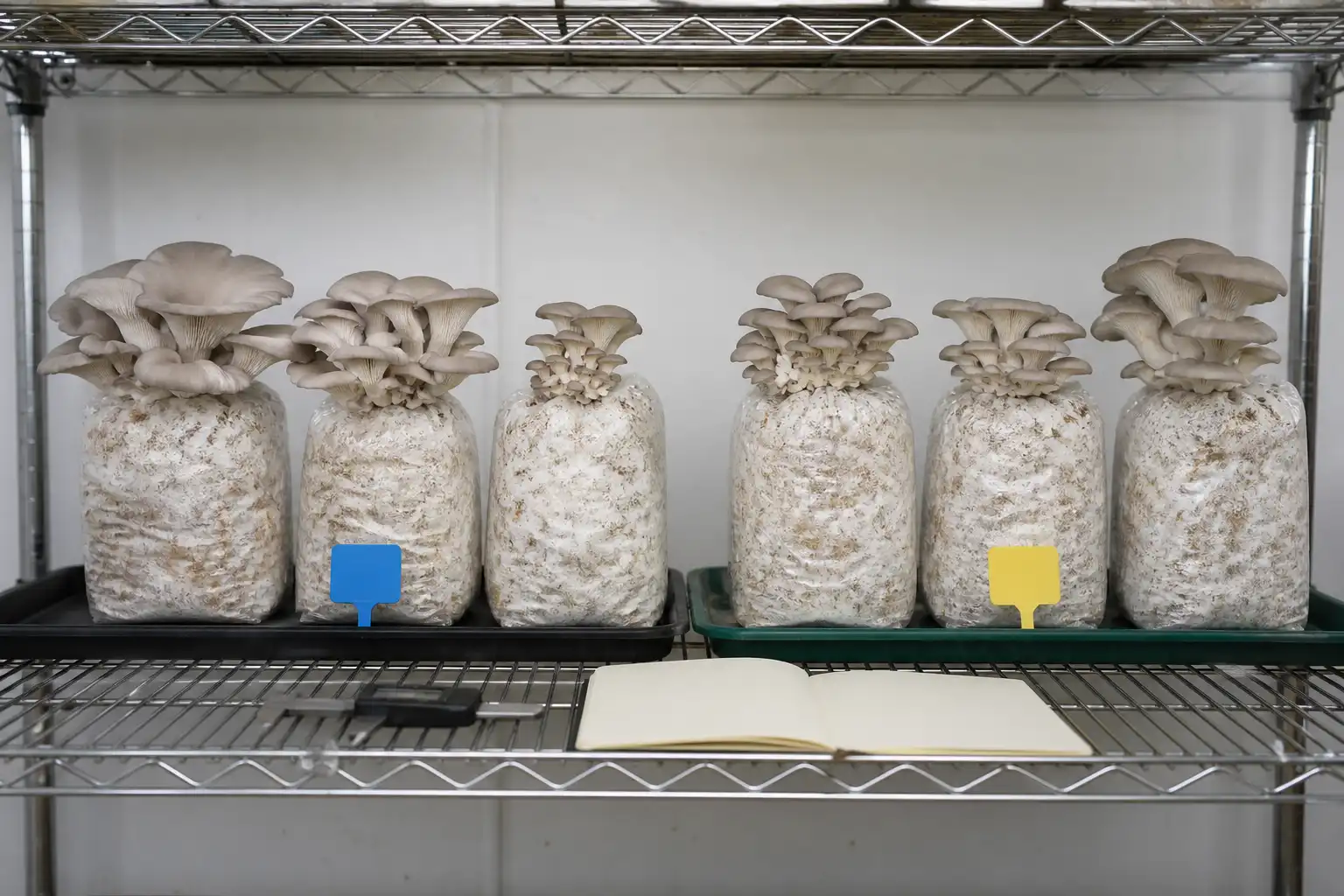 Original editorial image of two groups of oyster mushroom blocks arranged for a small comparative strain trial