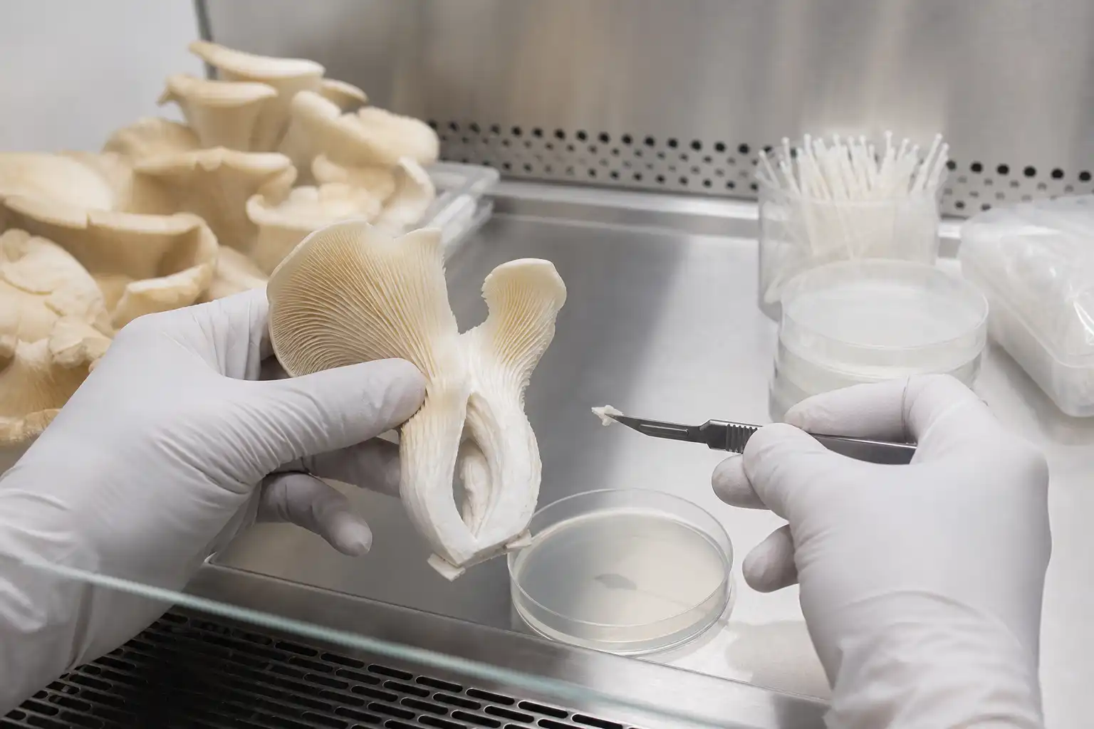 Original editorial image illustrating mushroom tissue cloning: from inner tissue to a clean culture
