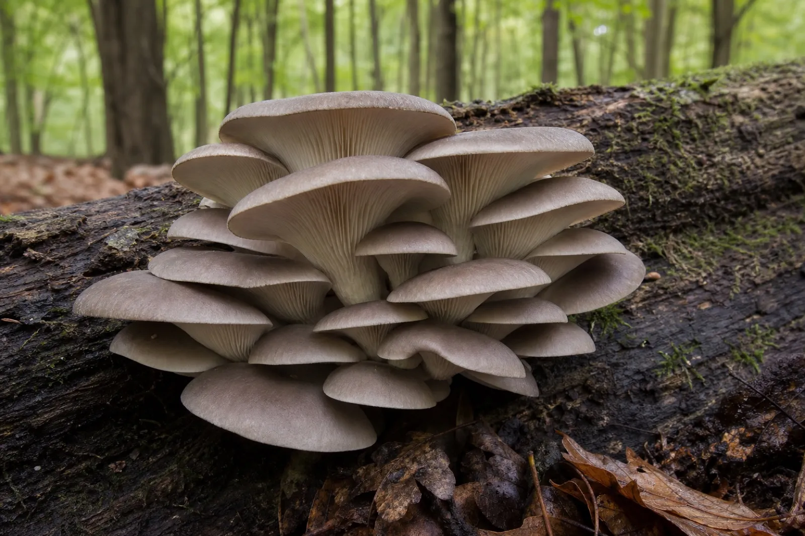 Overlapping gray oyster mushroom clusters growing on a fallen hardwood log