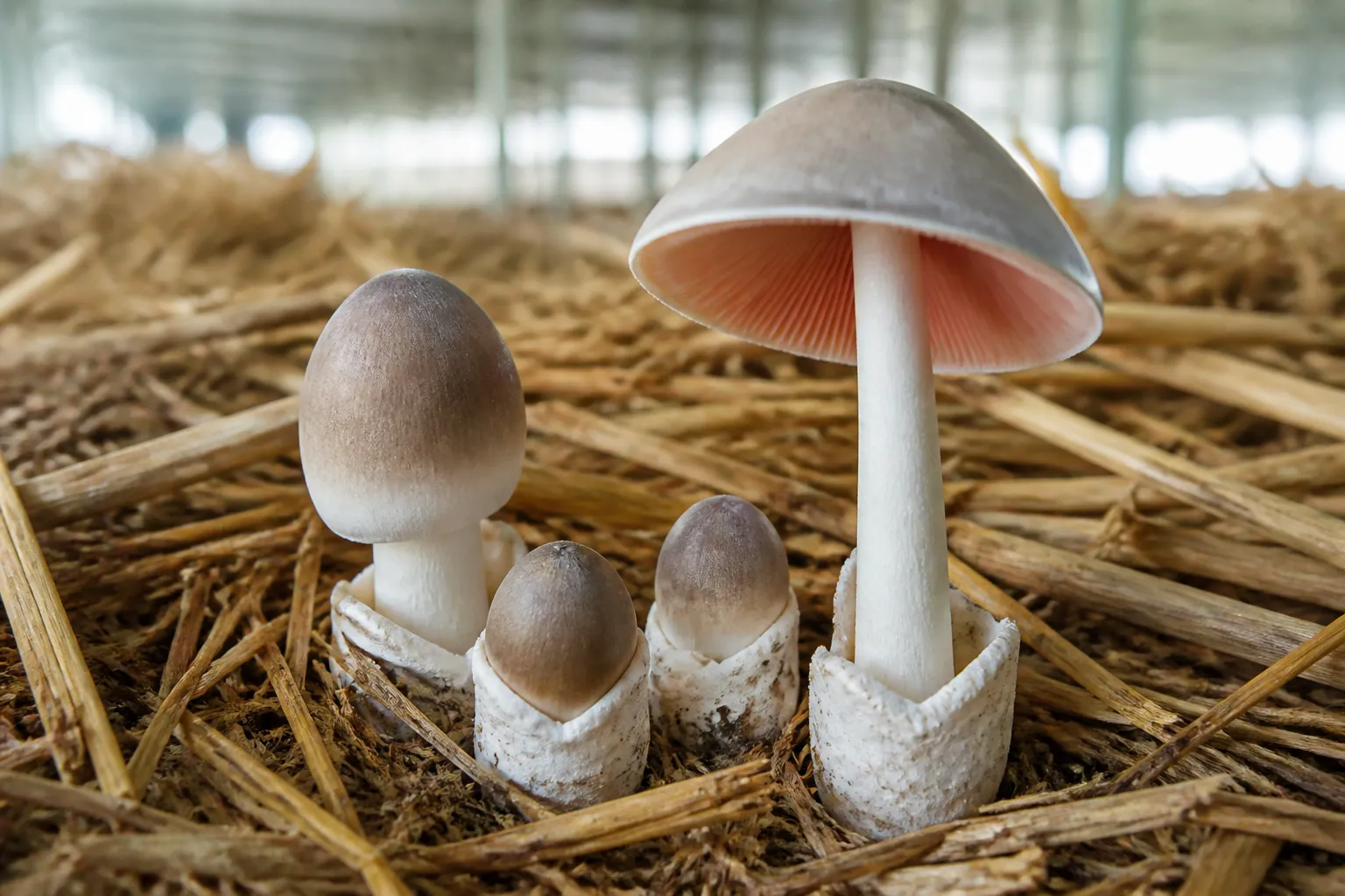 Paddy straw mushrooms growing from rice straw, with a mature pink-gilled mushroom and cup-like volvas visible at the bases