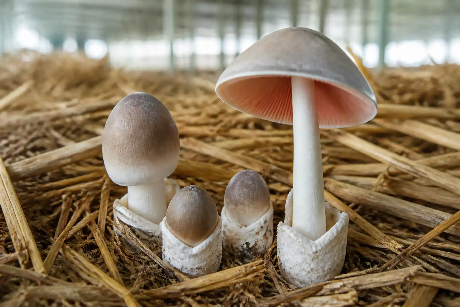 Paddy straw mushrooms growing from rice straw, with a mature pink-gilled mushroom and cup-like volvas visible at the bases