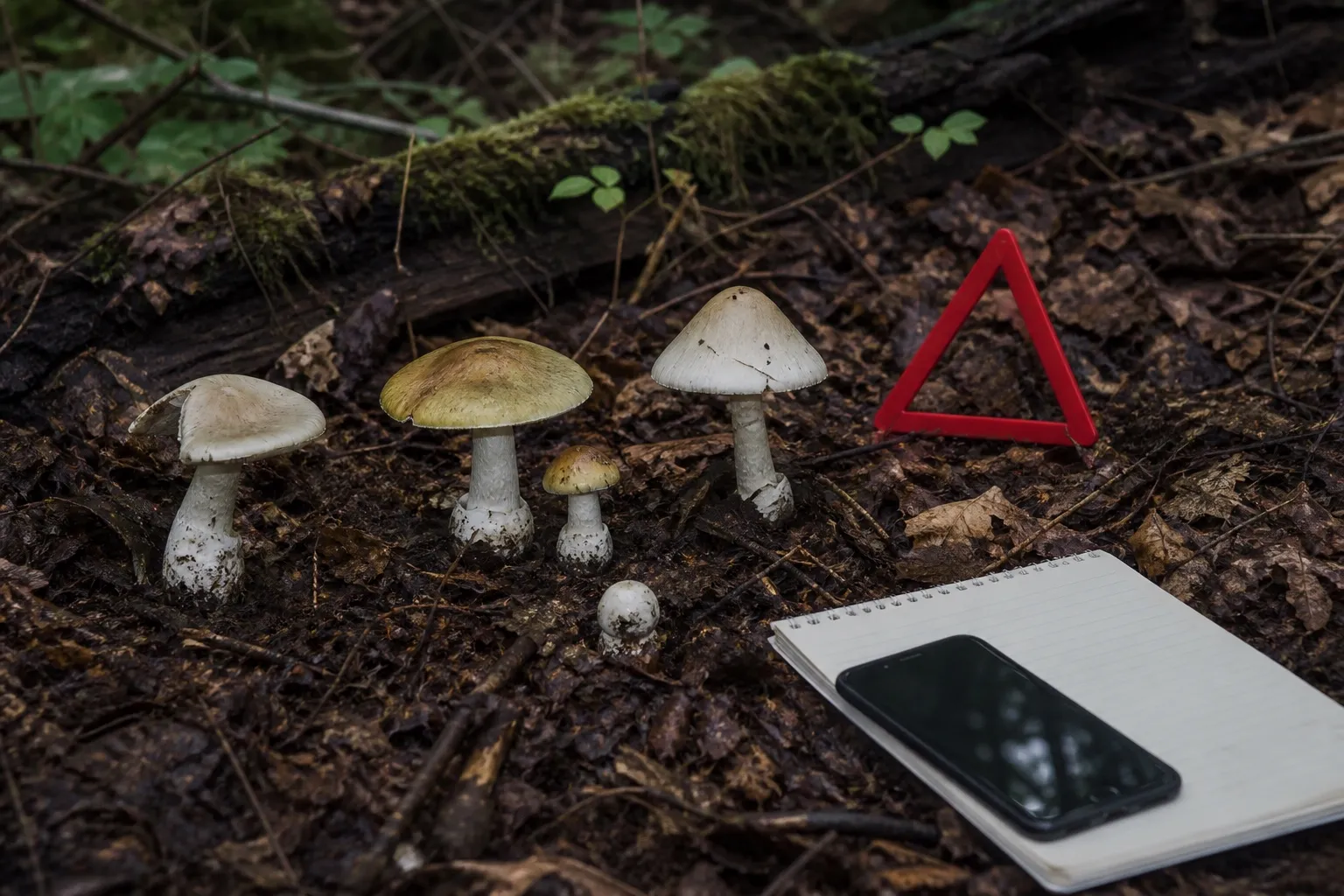 Unidentified woodland mushrooms left in place beside a plain warning marker, notebook, and phone
