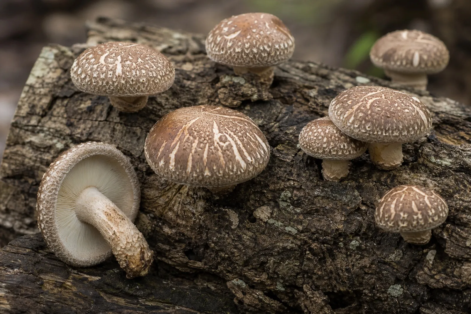 Brown-capped shiitake mushrooms fruiting from an inoculated hardwood log