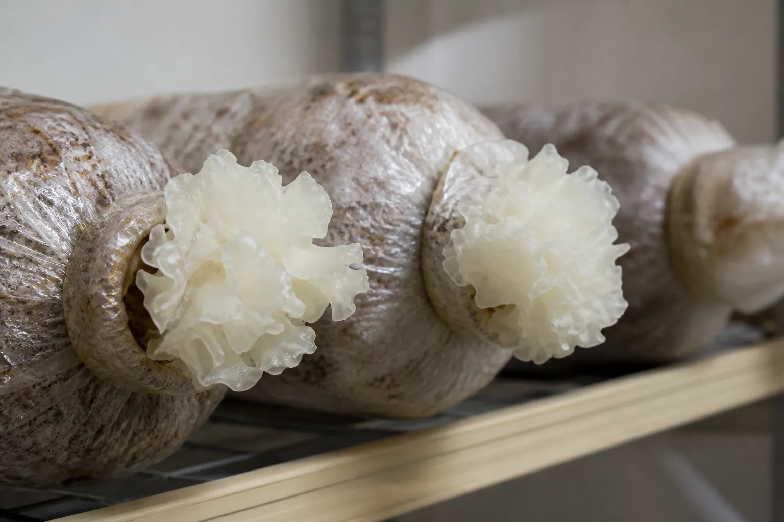 AI editorial image of two white translucent snow fungus rosettes fruiting from hardwood-sawdust cultivation bags