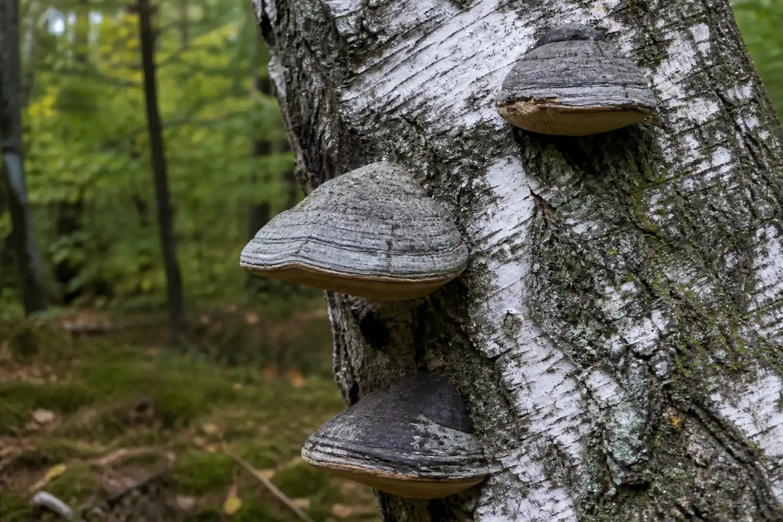 Gray hoof-shaped tinder fungus brackets attached to mature birch bark