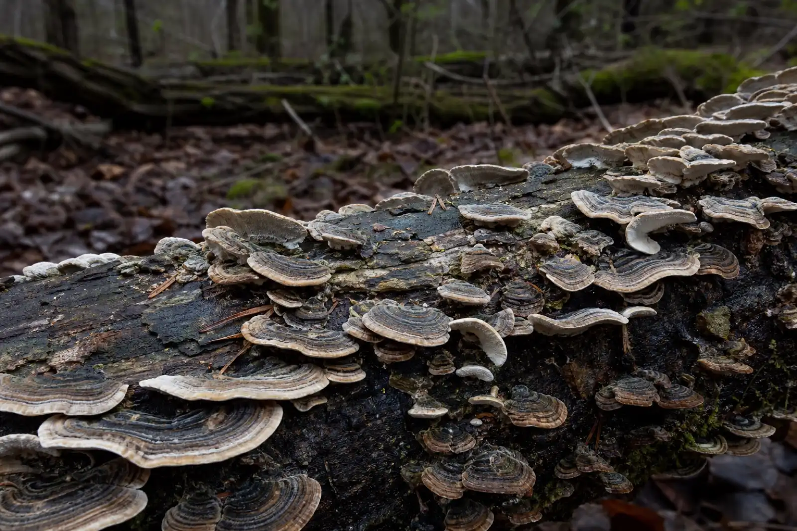 Thin zoned turkey tail brackets overlapping on fallen hardwood