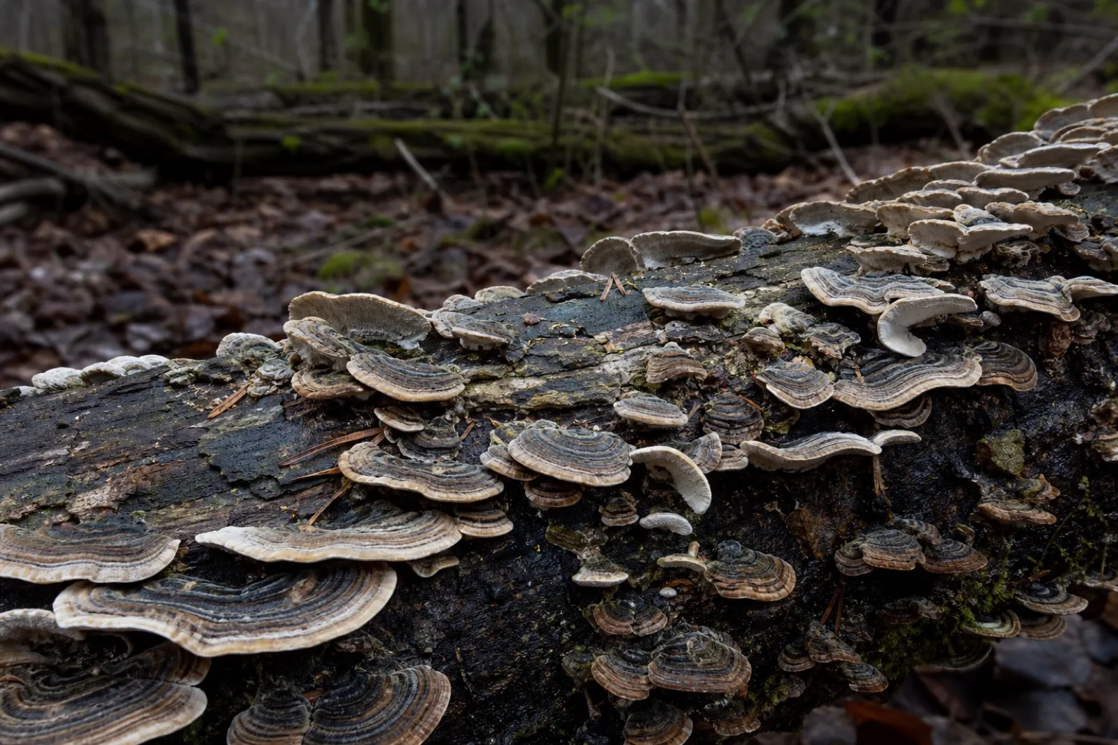 Thin zoned turkey tail brackets overlapping on fallen hardwood