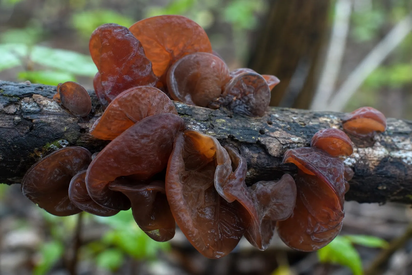 Reddish-brown ear-shaped Auricularia mushrooms attached to damp hardwood