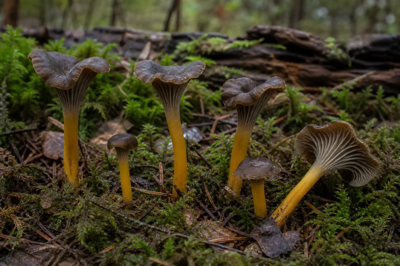 Slender yellowfoot chanterelles with brown funnels, gray folds, and yellow stems in wet moss